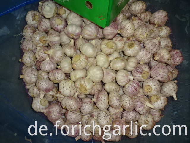 Fresh Normal Garlic Best Quality